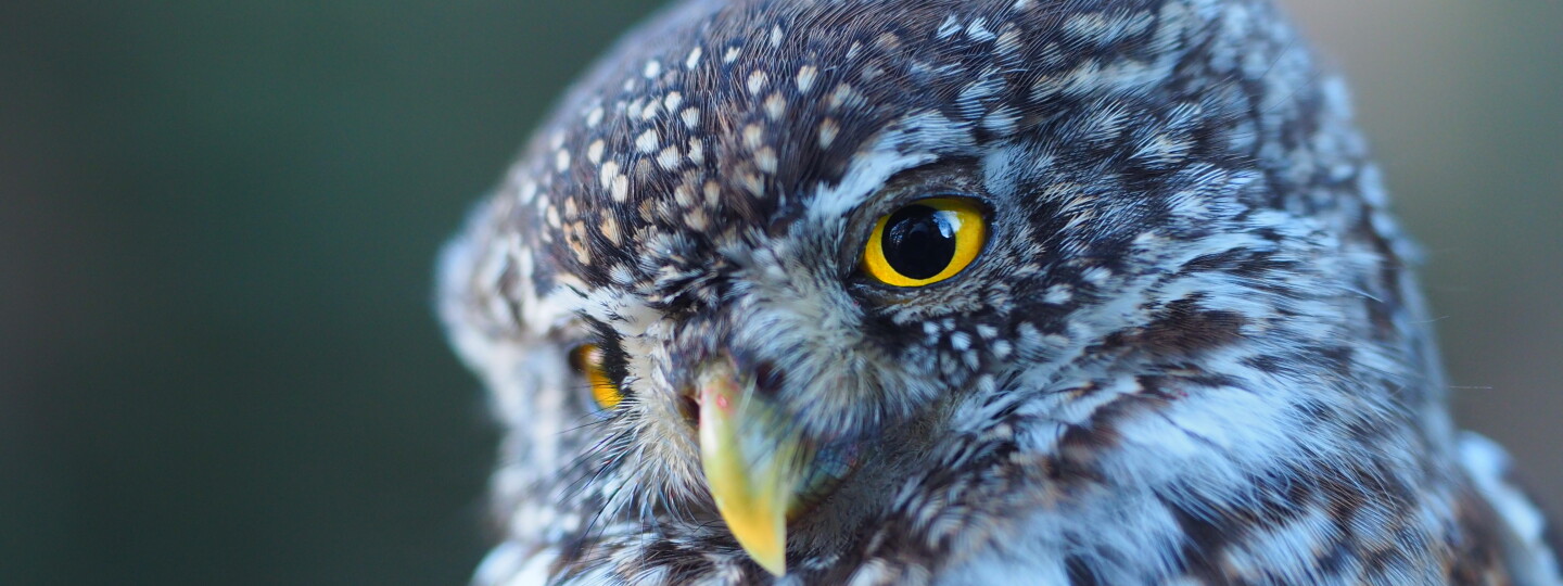 Varpuspöllö / Pygmy owl
