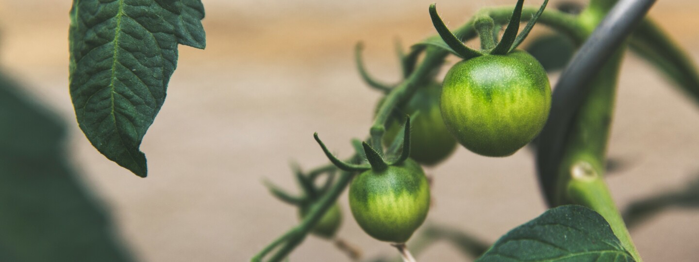 Tomato crop