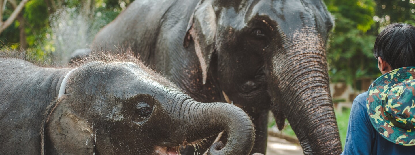 Thailand, elephant