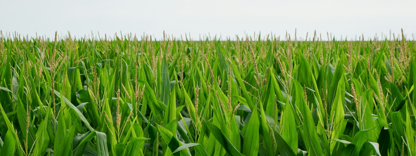 View across a field of green corn stalks growing on a farm