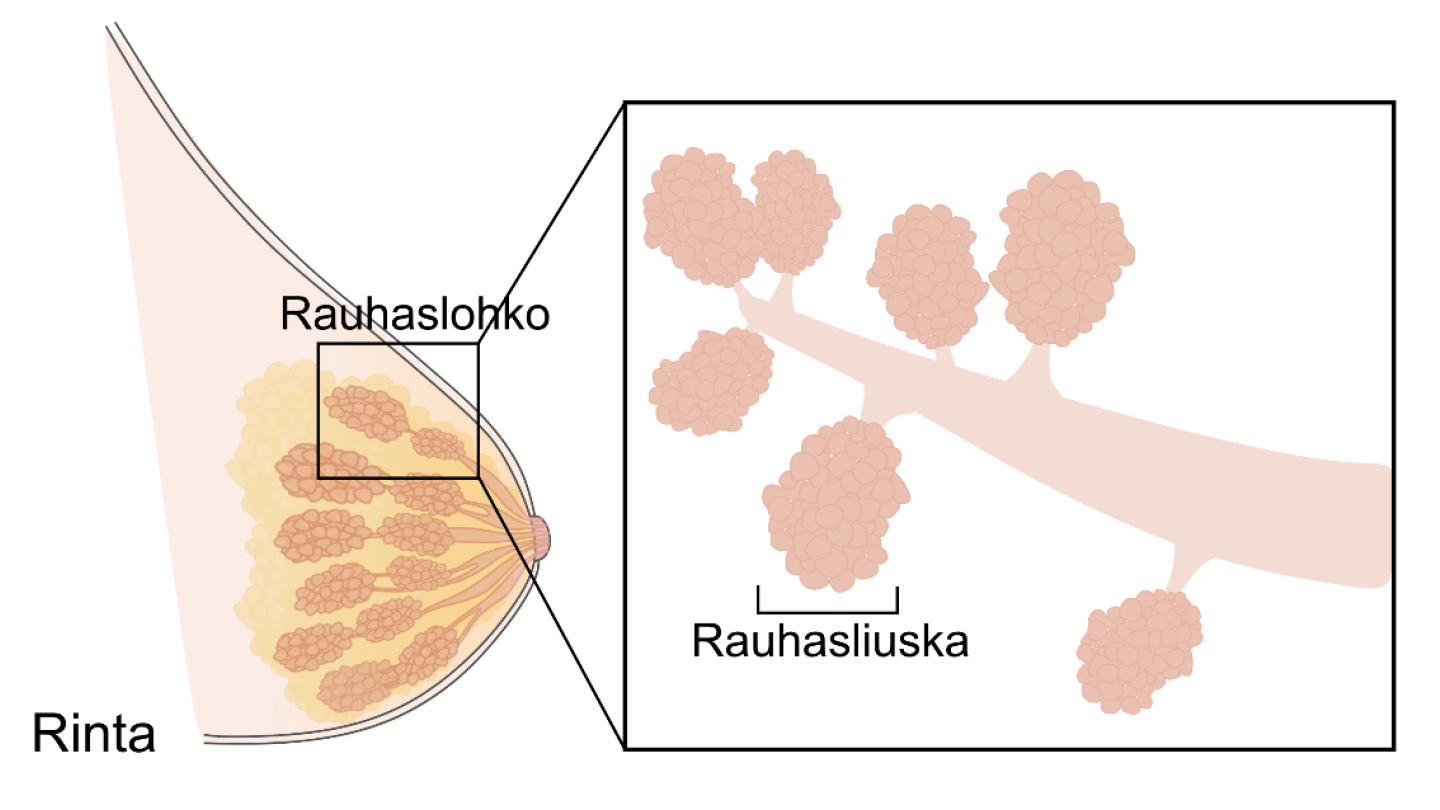 Rintarauhanen ja rauhasliuskat