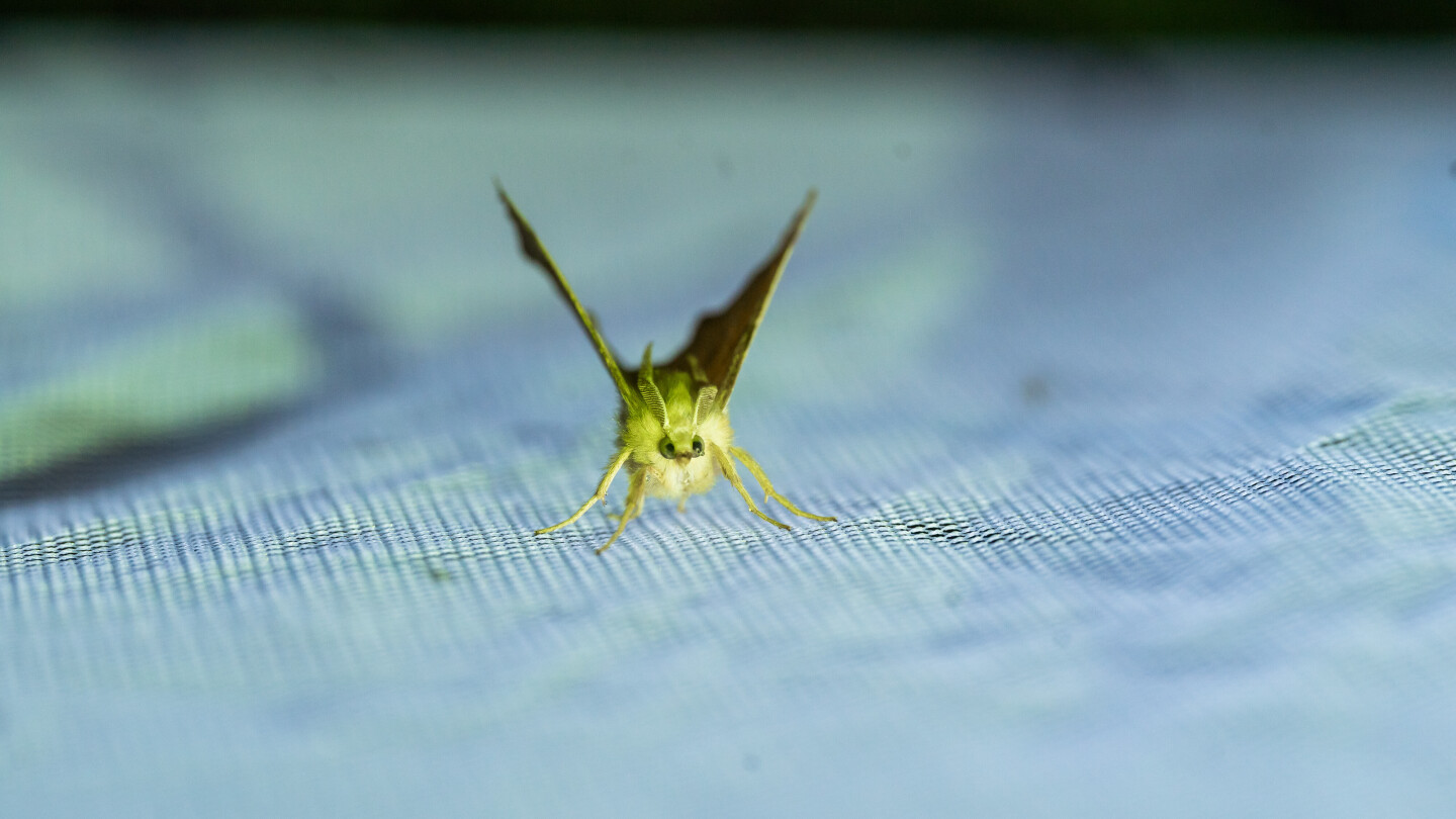 BioBlitz-Skanssi-elokuu-2024-886.jpg