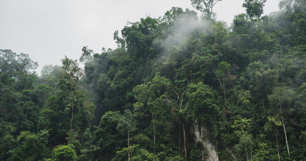 Amazonian sademetsien hallitsevia puulajeja on kolminkertainen määrä  aiempiin arvioihin verrattuna | Turun yliopisto