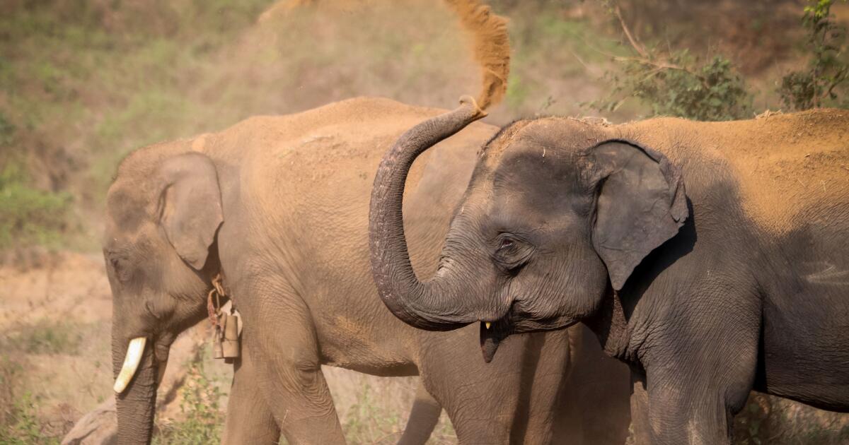 Sex Differences In Personality Traits In Asian Elephants University Of Turku 