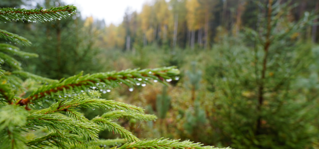 Metsämaisema jossa etualalla lähikuvassa kuusenoksia