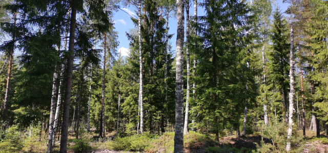 keväinen metsä