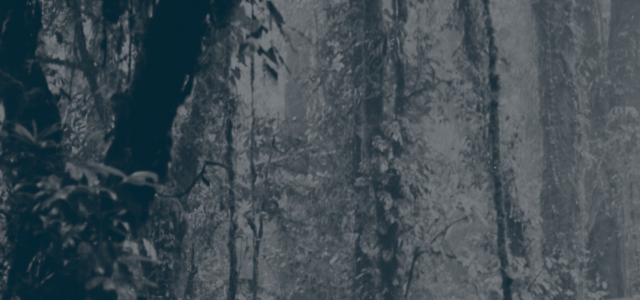 Greyscale picture from Finnish forest