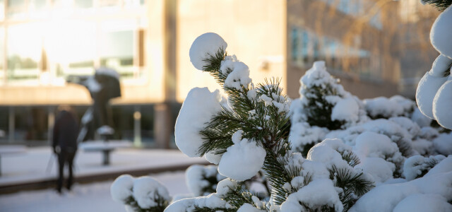 close-up of snowy branches, with the university library in the background