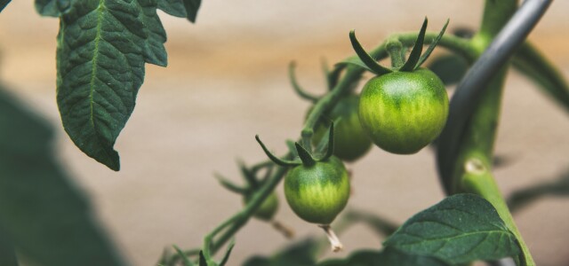 Tomato crop