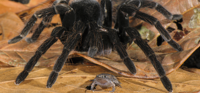 Tarantula with a frog