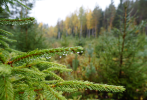 Metsämaisema jossa etualalla lähikuvassa kuusenoksia