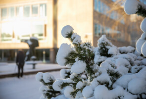 close-up of snowy branches, with the university library in the background