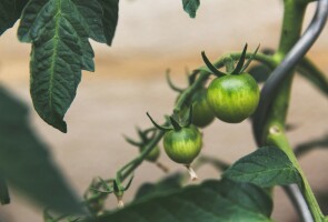 Tomato crop