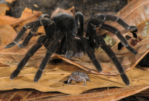 Tarantula with a frog